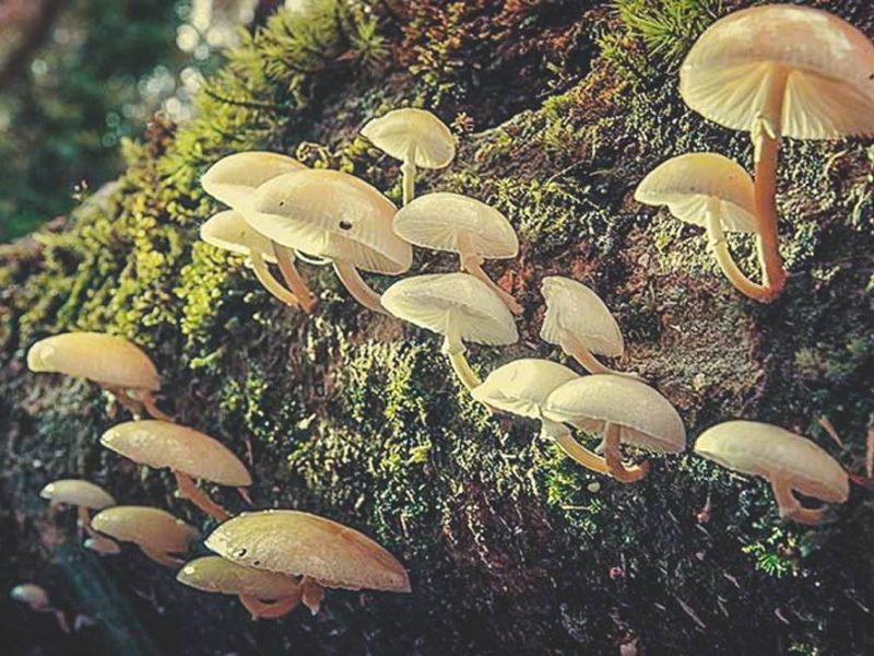 bidoup trekking camping dalat 6 Bidoup trekking & camping