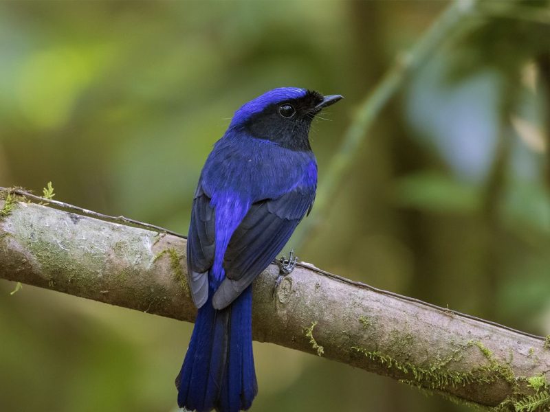 bird spotting bidoup national park bird spotting in Bidoup National park