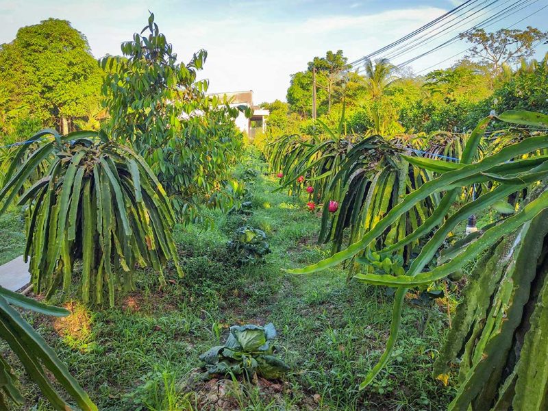 Dragon fruit orchard in Can Tho, Mekong Delta – Rows of dragon fruit trees with ripe red fruits growing in a lush green orchard under the morning sun.