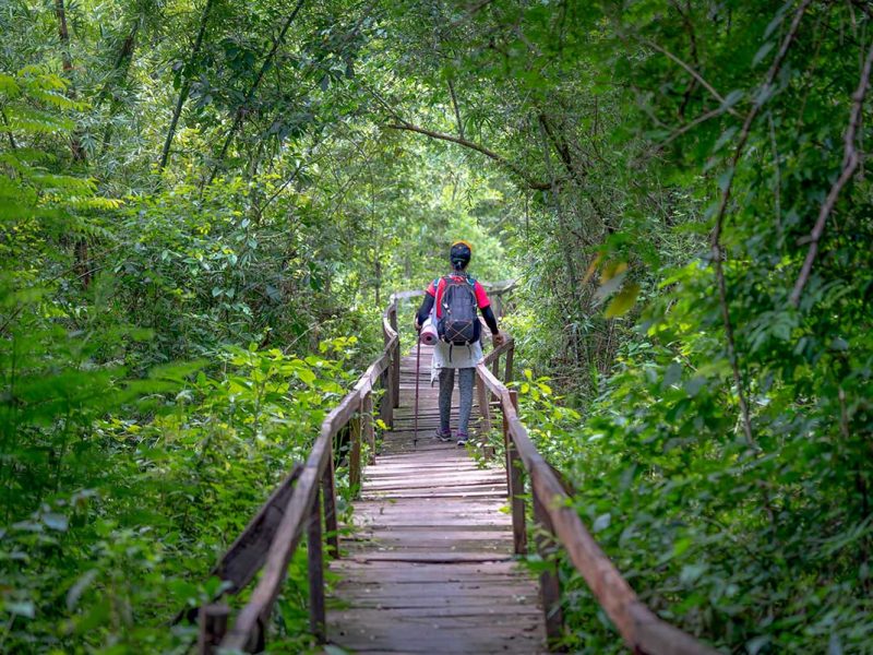 Cat Tien National Park tours with a visitor walking along a wooden jungle boardwalk