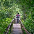 Cat Tien National Park tours with a visitor walking along a wooden jungle boardwalk