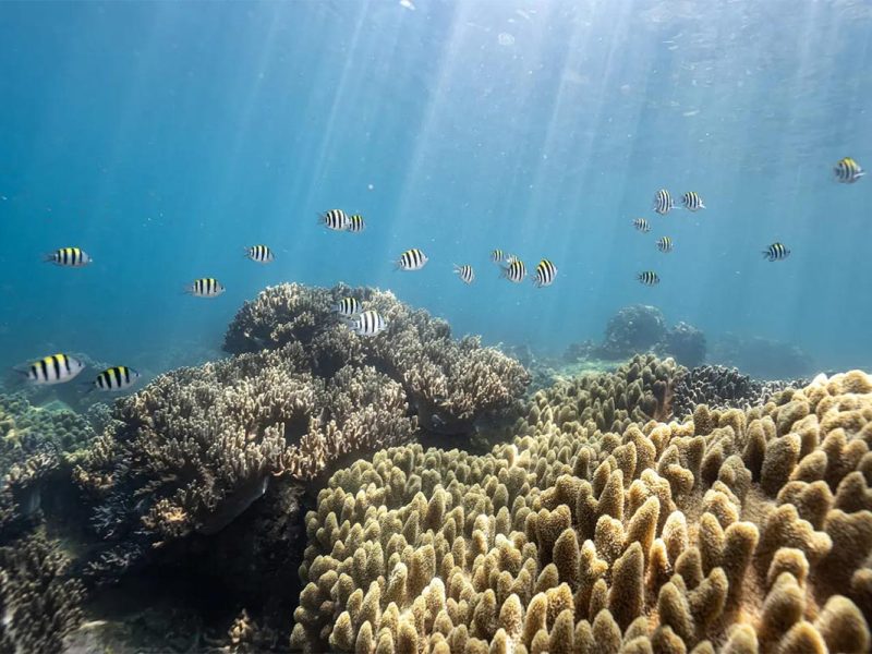 Cham Island snorkeling tour