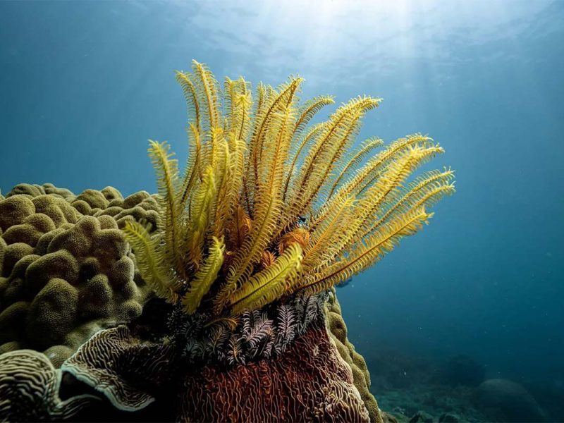 Cham Island snorkeling