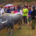 Farmers sell buffalo at the Tuesday market of Coc Ly, a small village in the mountains of North Vietnam.