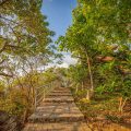 Con Dao National Park tours with a stone pathway winding through lush forest scenery