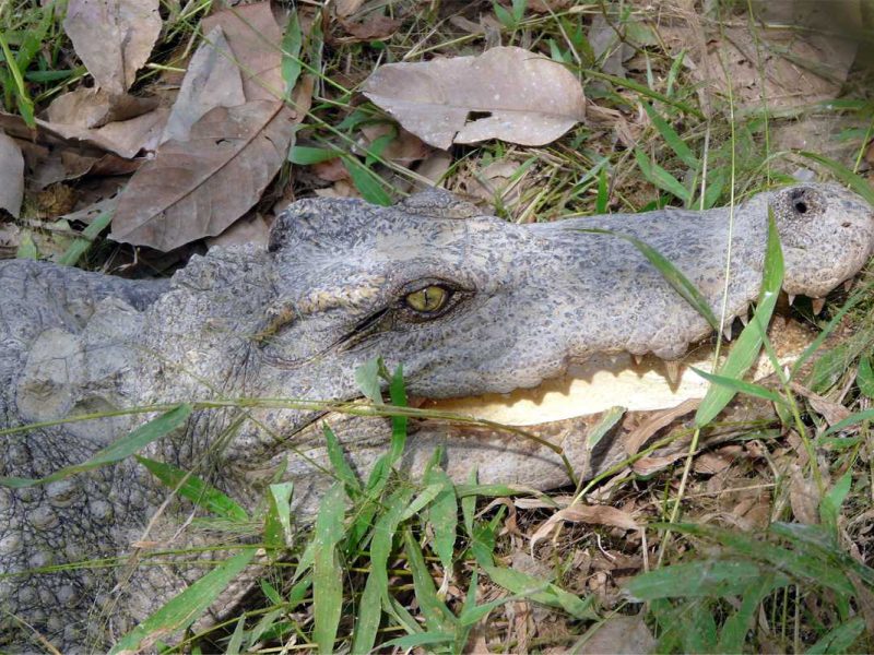 crocodile lake cat tien 1 Crocodile Lake in Cat Tien national park