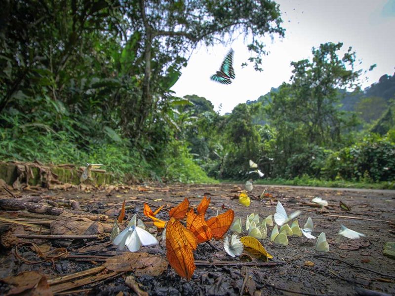 cuc phuong butterfly season 1