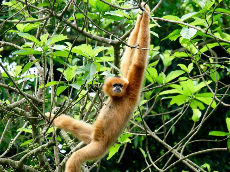 cuc phuong national park 1 Gibbon in Cuc Phuong national park