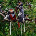 Monkeys in Cuc Phuong National Park located in Ninh Binh province