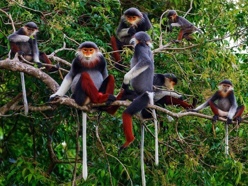 Monkeys in Cuc Phuong National Park located in Ninh Binh province