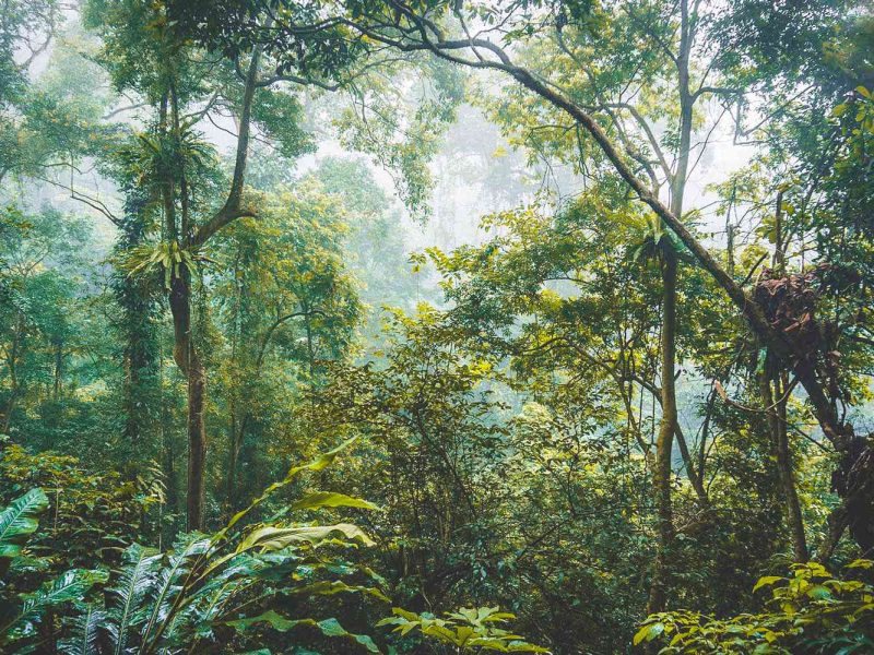 Cuc Phuong National Park Cuc Phuong National Park