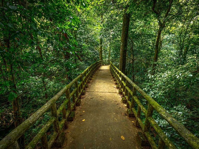 cuc phuong national park trail 2 A wooden walkway through the jungle of Cuc Phuong National Park in Ninh Binh