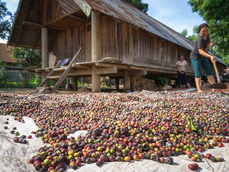 A large spread of coffee beans drying in the sun beside a traditional ethnic longhouse, showcasing the coffee production process in Vietnam's Central Highlands.