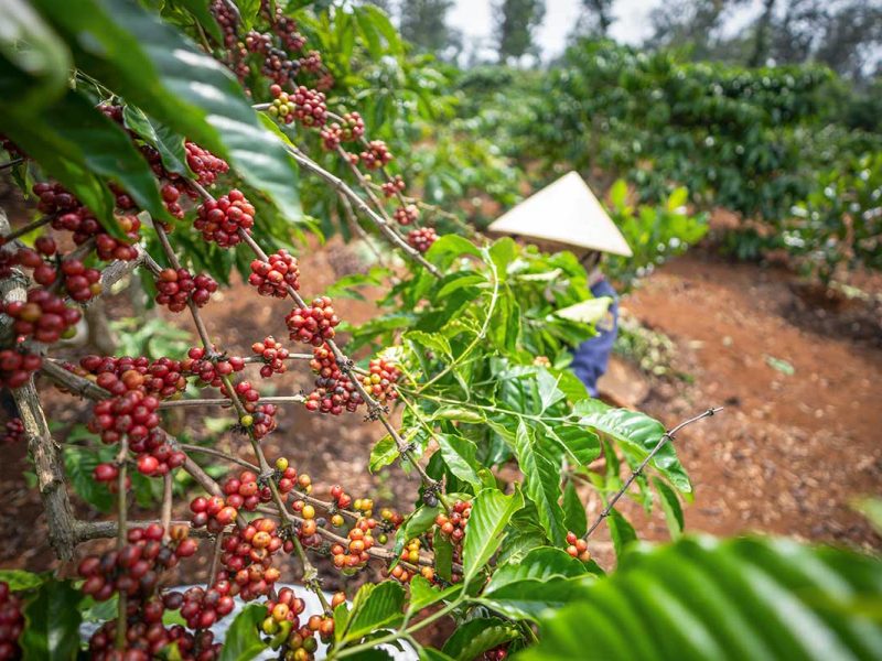 dak lak coffee plantations 1 A local farmer wearing a traditional conical hat carefully picking ripe coffee beans from the coffee plants, highlighting the region’s coffee-growing culture.