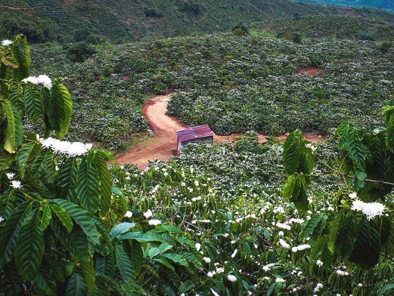 A vast coffee plantation stretching across the hills, with white coffee flowers in full bloom under the bright sky.