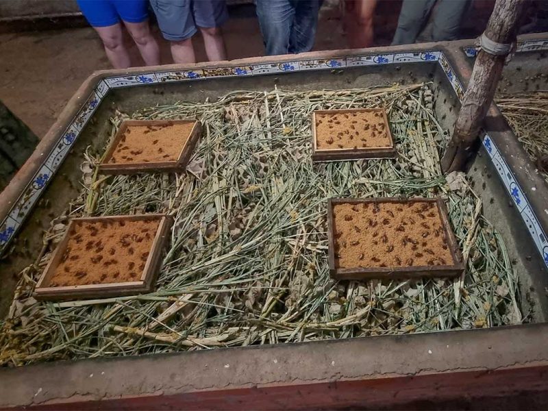 Close-up view of a Dalat cricket farm, where crickets are raised in controlled indoor conditions for local consumption