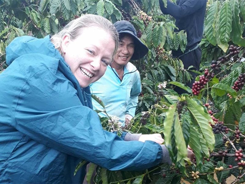 dalat mui ne coffee plantation visit 1 Traveller harvesting coffee cherries during a visit to a coffee plantation on the Dalat to Mui Ne tour, guided by a local farmer