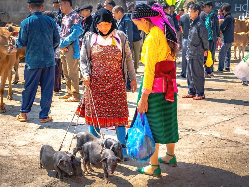 Two ethnic minority women at Dong Van Market, while another woman walks by leading several pigs on a leash, showcasing traditional market life in Ha Giang.