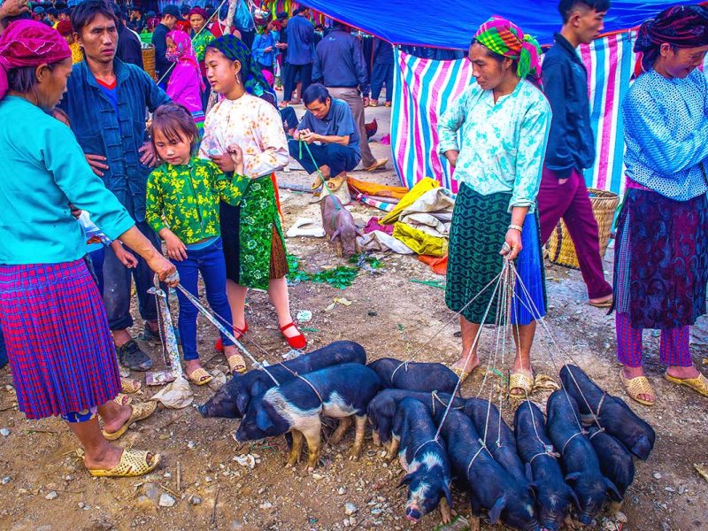 An ethnic woman holding several pigs on a leash at the Dong Van Market in Ha Giang.