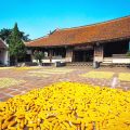 corn being dried at the Mong Phu Temple in Duong Lam Ancient Village