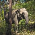 A wild elephant walking freely through the landscape of Yok Don National Park, surrounded by nature.
