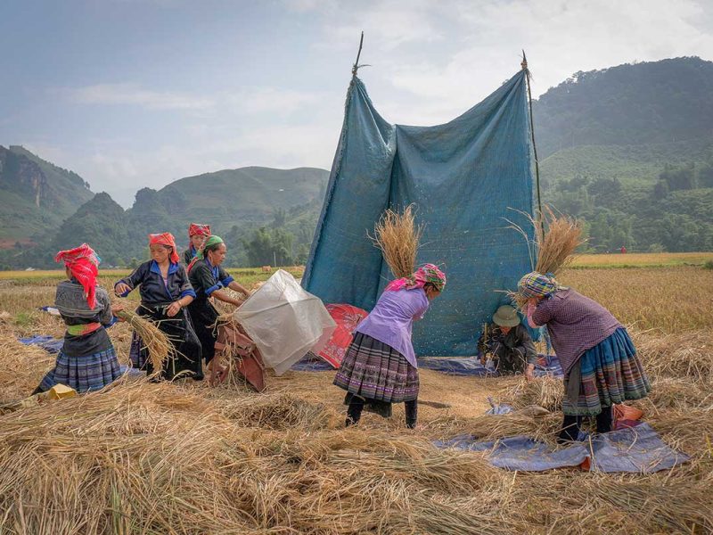 Ethnic minority women harvesting rice in Mu Cang Chai using traditional methods during the golden season