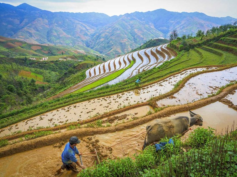 Mu Cang Chai farmer plowing wet rice terraces with a buffalo during the planting season