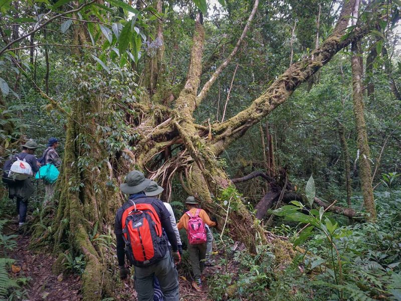 forest trekking tour bidoup nui ba national park 1 Hikers walking through dense rainforest on a forest trekking tour in Bidoup Nui Ba National Park near Dalat