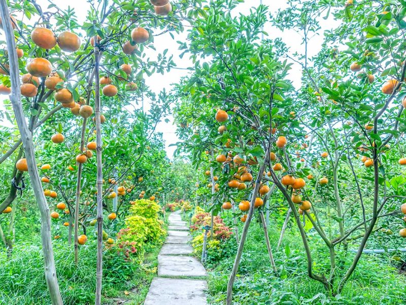 fruit orchard mekong delta 1
