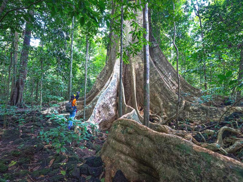One of the famous ancient trees of Cat Tien National Park, towering over the surrounding rainforest.