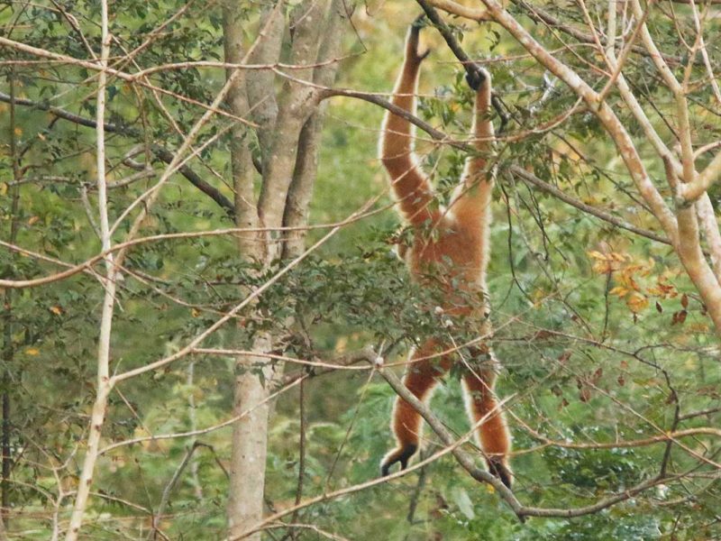 wild gibbon in Cat Tien National Park