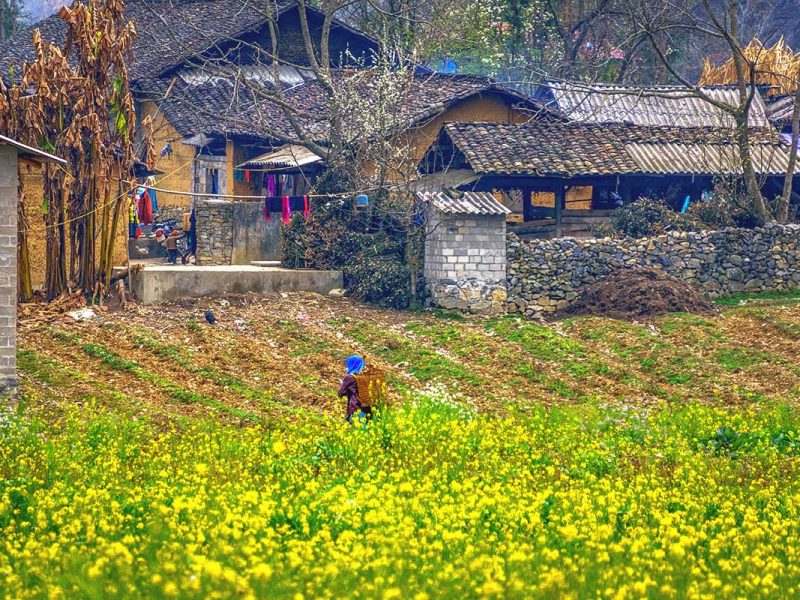 Ha Giang Loop in March – A yellow flower field in the foreground, with an ethnic woman carrying a basket near a traditional yellow clay house and stone wall, showcasing the colorful landscapes of Ha Giang Loop in March.