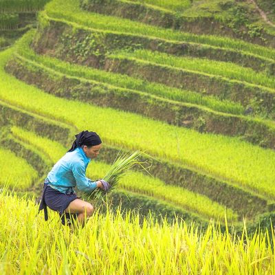 Ha Giang Loop in September – An ethnic woman harvesting golden rice on terraced fields, showcasing the stunning harvest season in Ha Giang Loop in September.