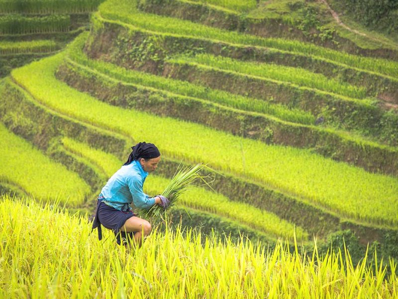 Ha Giang Loop in September – An ethnic woman harvesting golden rice on terraced fields, showcasing the stunning harvest season in Ha Giang Loop in September.