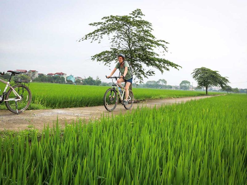 Woman biking along green rice fields on a countryside road during a cycling tour near Hanoi