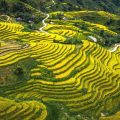 Hoang Su Phi rice terraces during golden harvest time