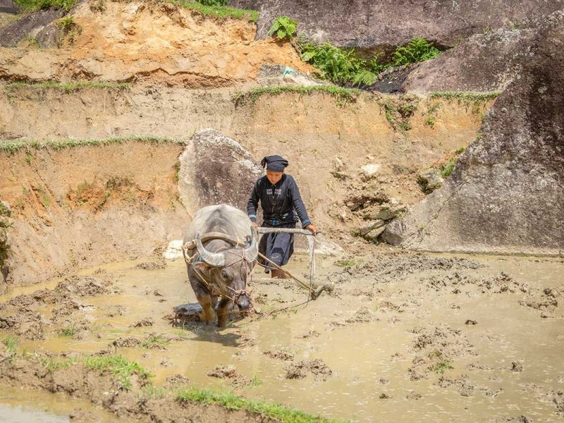 A young man using a buffalo to plow the terraced rice fields in Hoang Su Phi in April, preparing the land for the new rice season.
