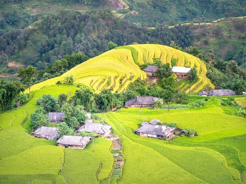 The stunning terraced rice fields of Hoang Su Phi, where the top fields remain green while the lower fields turn golden yellow, marking the start of the harvest season in September.
