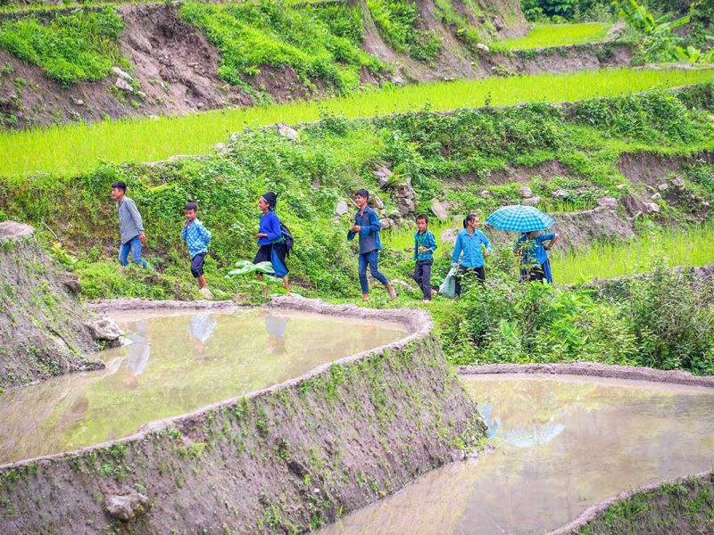 hoang su phi june 1 Hoang Su Phi in June, where small rice sprouts begin to emerge from the water in the terraced fields, while a group of ethnic minority people walk through the fields.