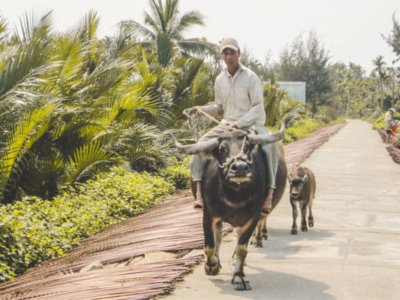 Hoi An countryside biking