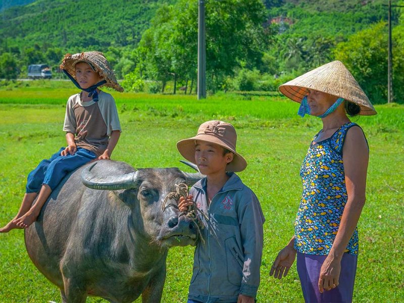 Local farmers with a water buffalo in lush rice fields – authentic rural life in the Hoi An countryside.