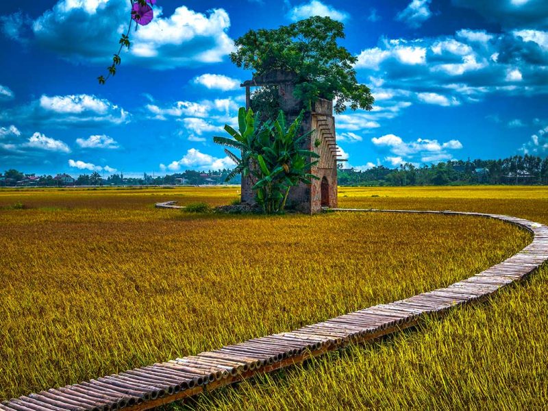 Hoi An rice fields - Most accessible countryside in Vietnam