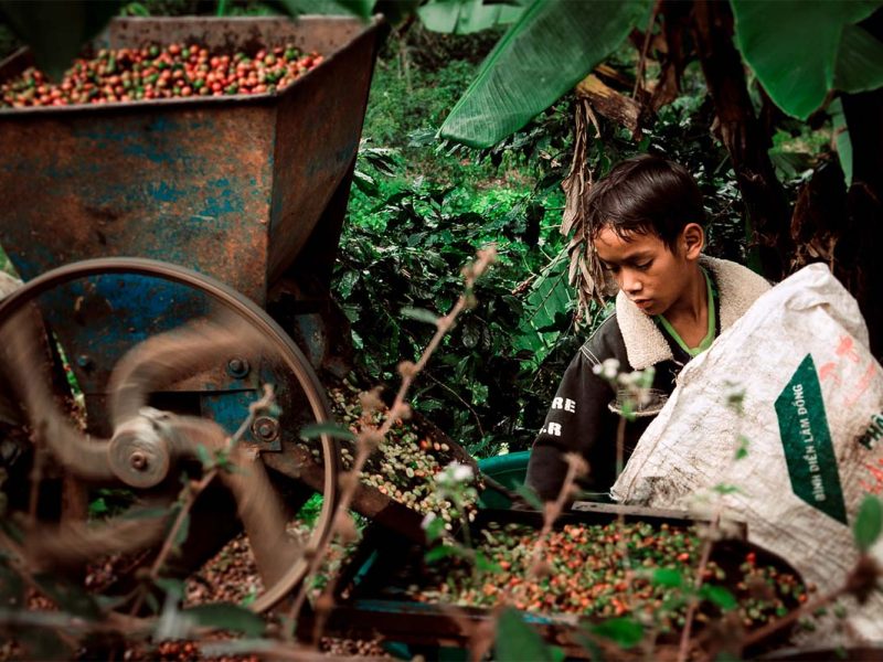K’Ho Coffee Farm Dalat