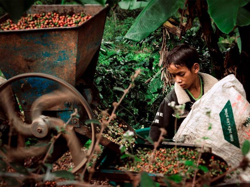 kho coffee farm dalat K’Ho Coffee Farm Dalat