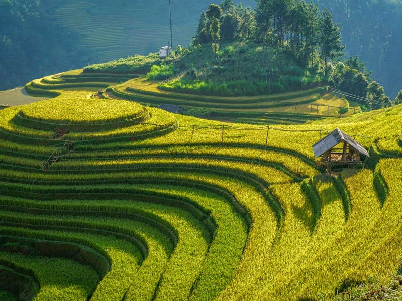 La Pan Tan terraced rice fields in Mu Cang Chai glowing in the afternoon light with iconic round terraces