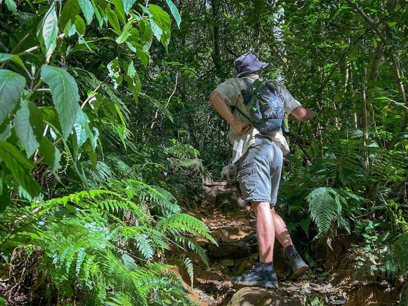 Hiker walking along a narrow jungle trail on a Langbiang Mountain trekking tour, surrounded by dense tropical vegetation near Dalat.