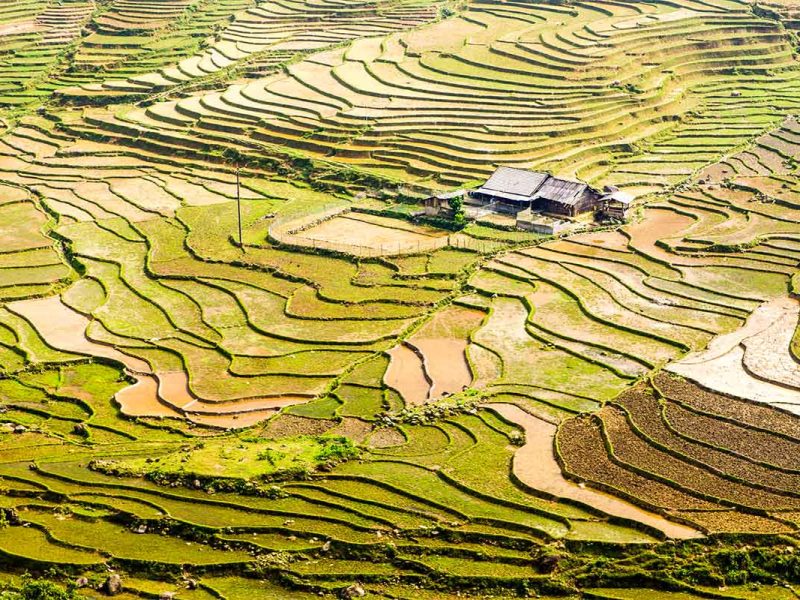 lao chai rice fields lao chai rice fields