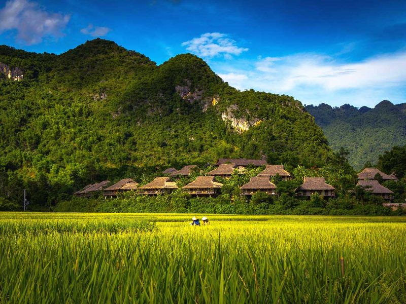 Green and yellow shaded rice field in Mai Chau Valley with on the background Mai Chau EcoLodge