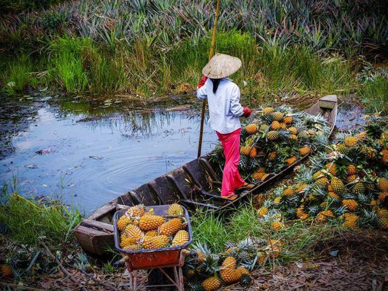 Mekong Delta fruit
