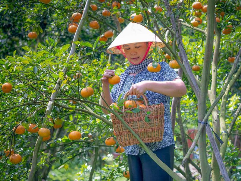 Woman harvesting ripe oranges in a lush orchard, representing tropical fruit season in the Mekong Delta.
